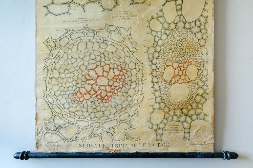Late 19th Century Original Botanical Vintage French School Wall Chart Plant Anatomy Botany Root Structure Beautiful Rare Bonnier Mangin photo Art