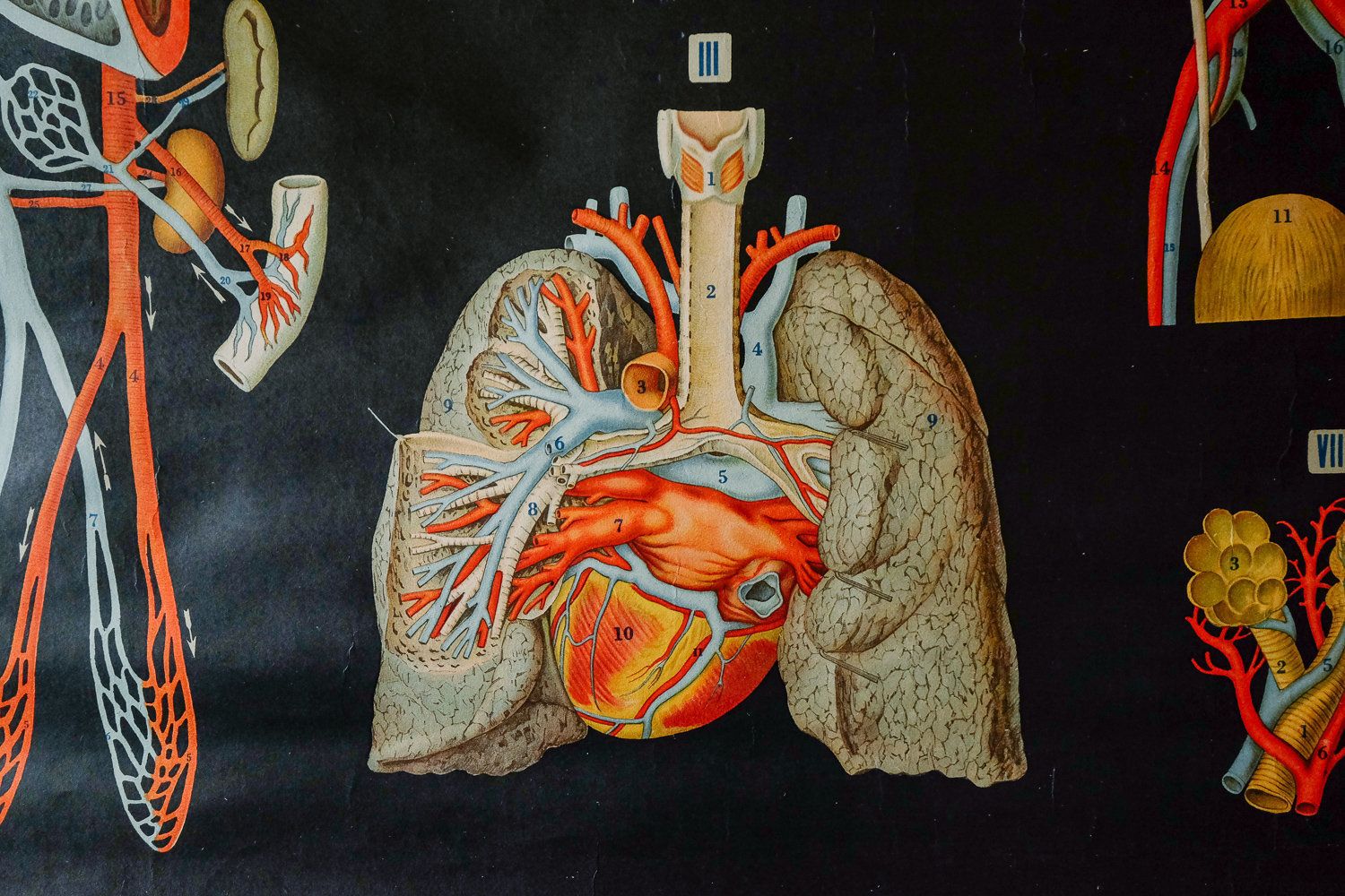 Original Anatomical Antique Vintage Italian Educational School Wall Chart Circulation Heart Antonio Vallardi Anatomy Science Beautiful Rare photo for sale