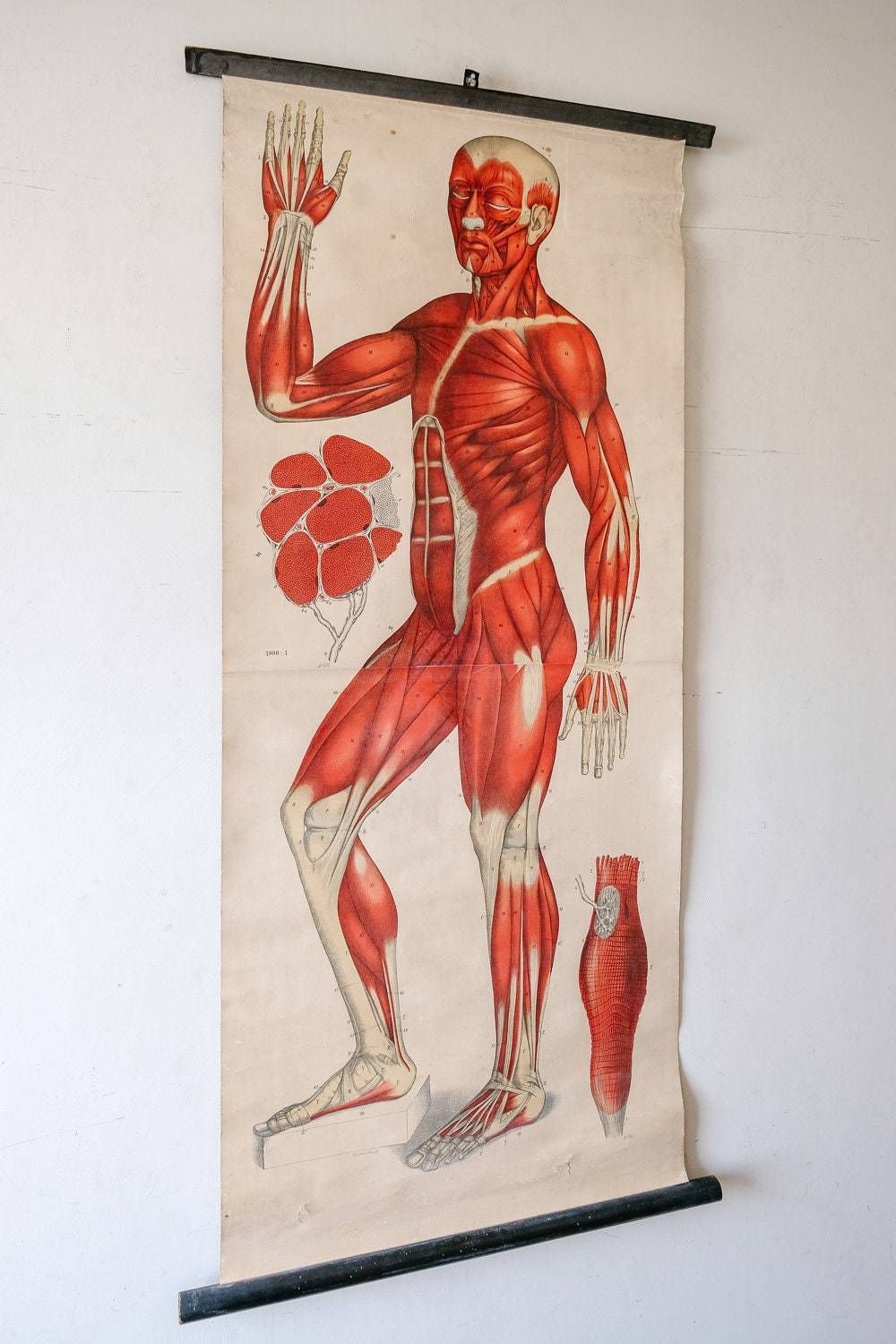 Original Anatomical Vintage German Educational School Wall Chart Musculature Muscles System Full Length Anatomy Science Beautiful Rare photo furniture
