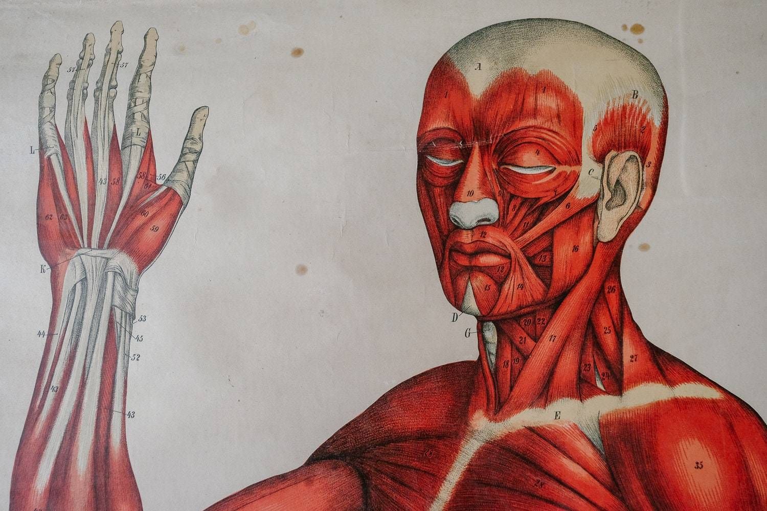 Original Anatomical Vintage German Educational School Wall Chart Musculature Muscles System Full Length Anatomy Science Beautiful Rare photo vinterior