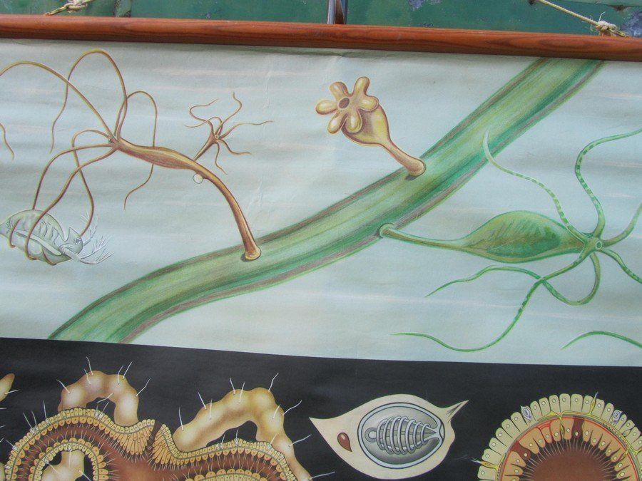 Freshwater Polyp School Wall Chart From Hagemann / Jung Koch Quintell, 1960s photo for sale