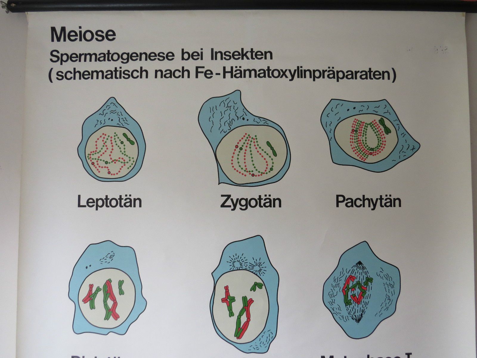 photo furniture Vintage Pull Roll Down School Wall Chart Of Meiosis Sexual Reproduction Biology