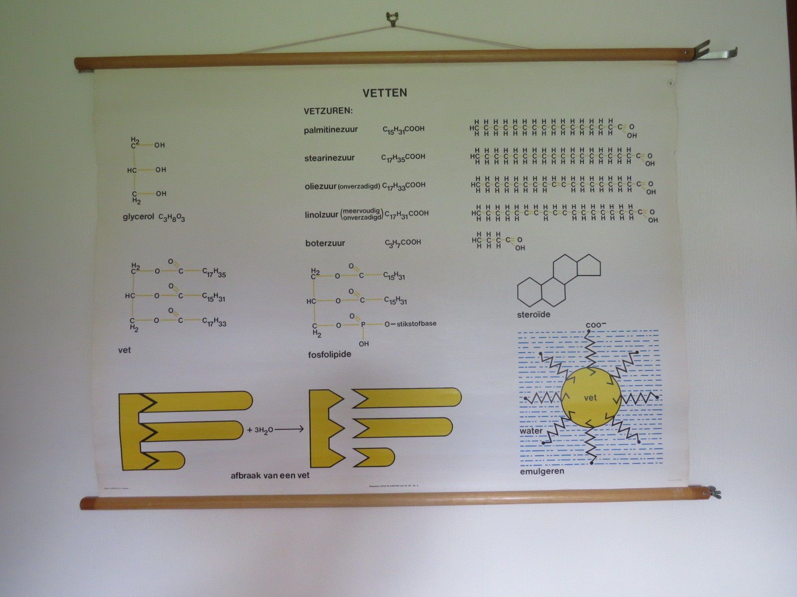 Vintage Roll Down Medical School Biochemistry Chart Of The Structure Of Fats