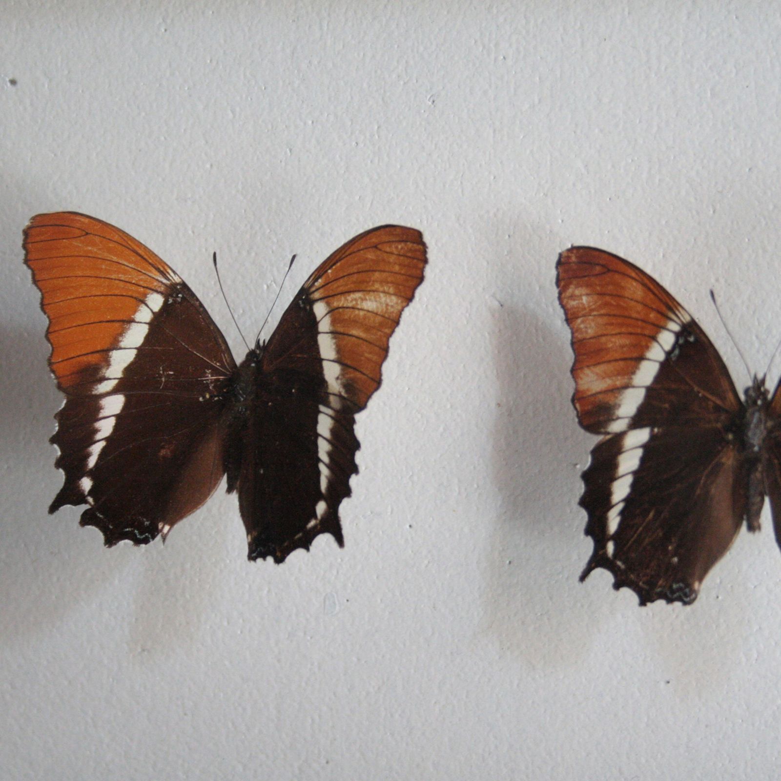 Antique Butterfly Collection Glass Shadow Box Wall Decoration, Spain, 1970 photo for sale