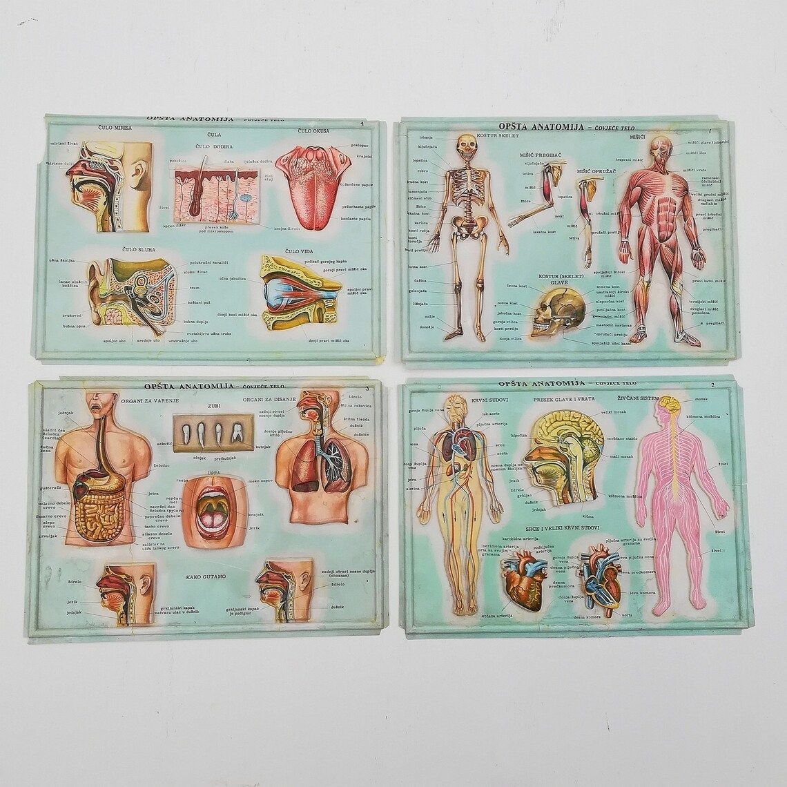 Set Of 4 Medical School Posters 1960s Medical Sign Anatomy Board Plastic Plate Yugoslavia