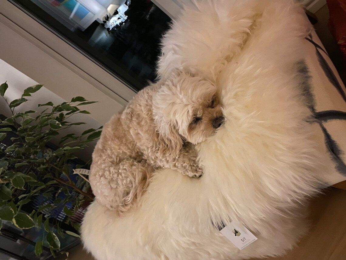 photo furniture Sheepskin Dog Bed Liner  Genuine Sheepskin Rug For Your Pet  Pet Bed  Pet Bed Liner  Cat Bed Dog Bed  Dog Bed Liner