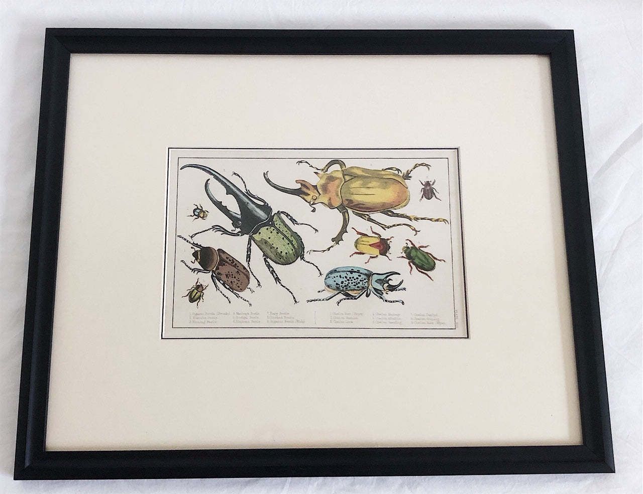 Pair Of Framed, Hand Painted,19th Century Lithograph Beetle Prints photo furniture