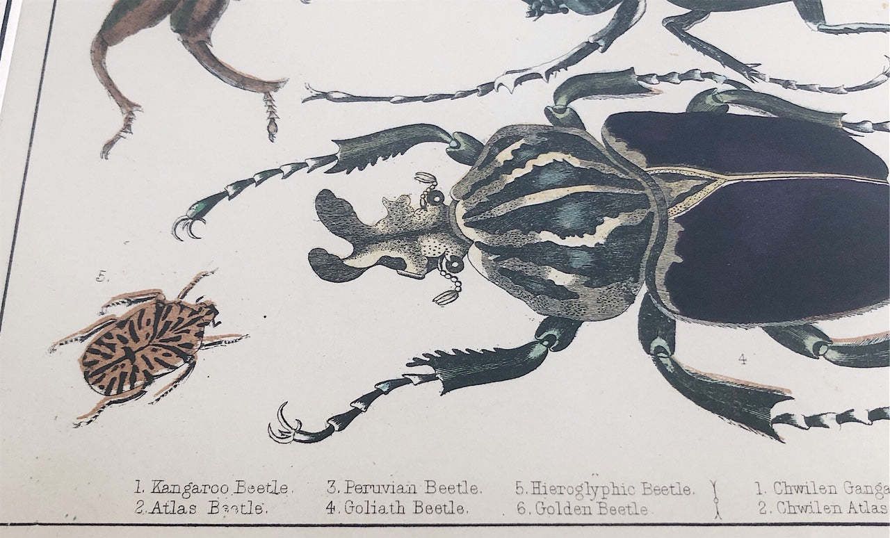 Pair Of Framed, Hand Painted,19th Century Lithograph Beetle Prints photo Art