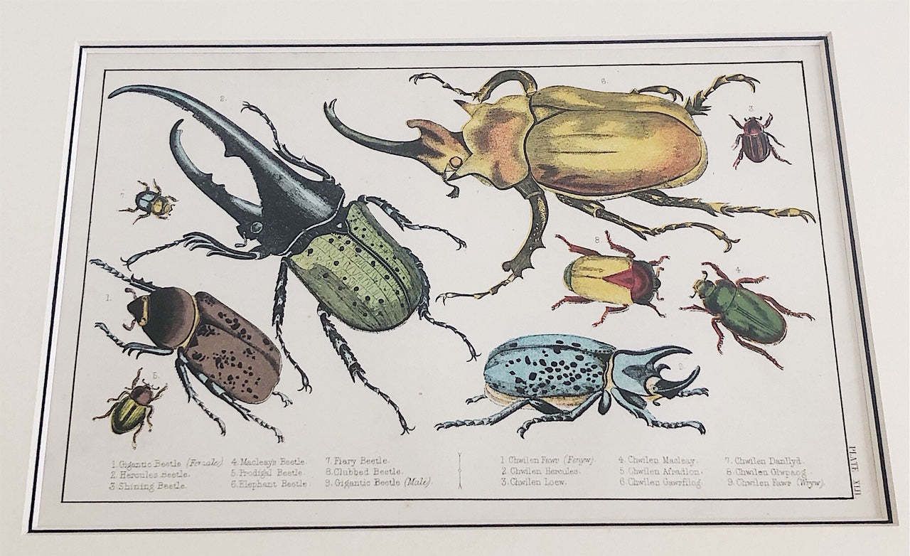 Pair Of Framed, Hand Painted,19th Century Lithograph Beetle Prints photo buy