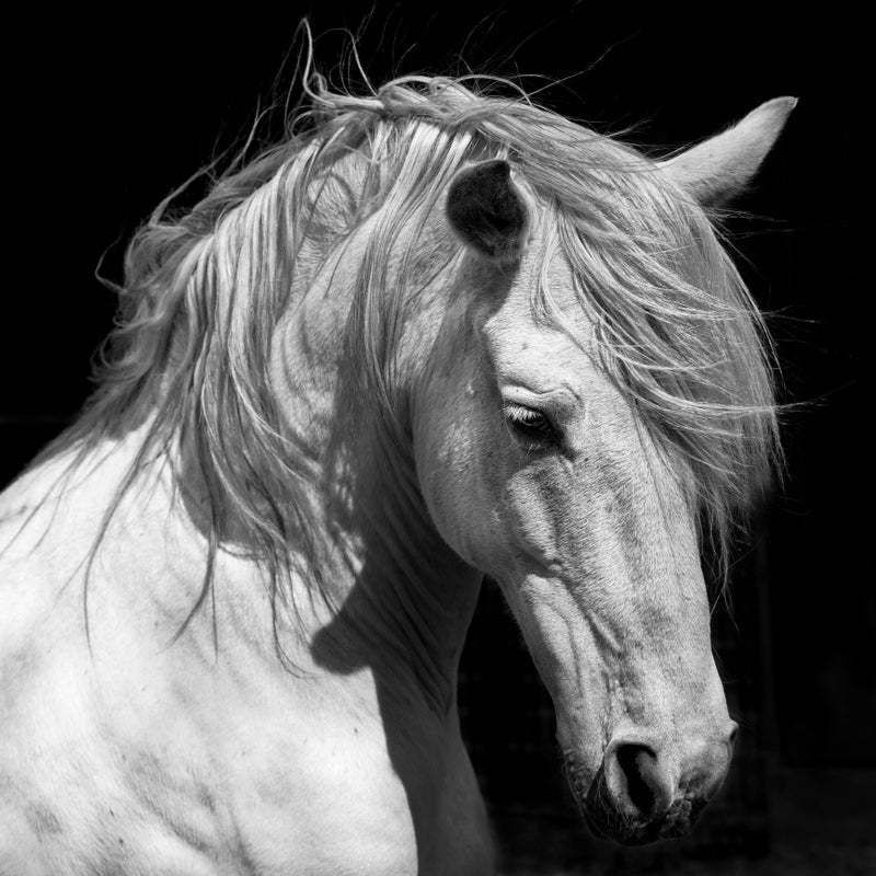 "White Stallion Horse Andalusian Bw Dressage" By 66north