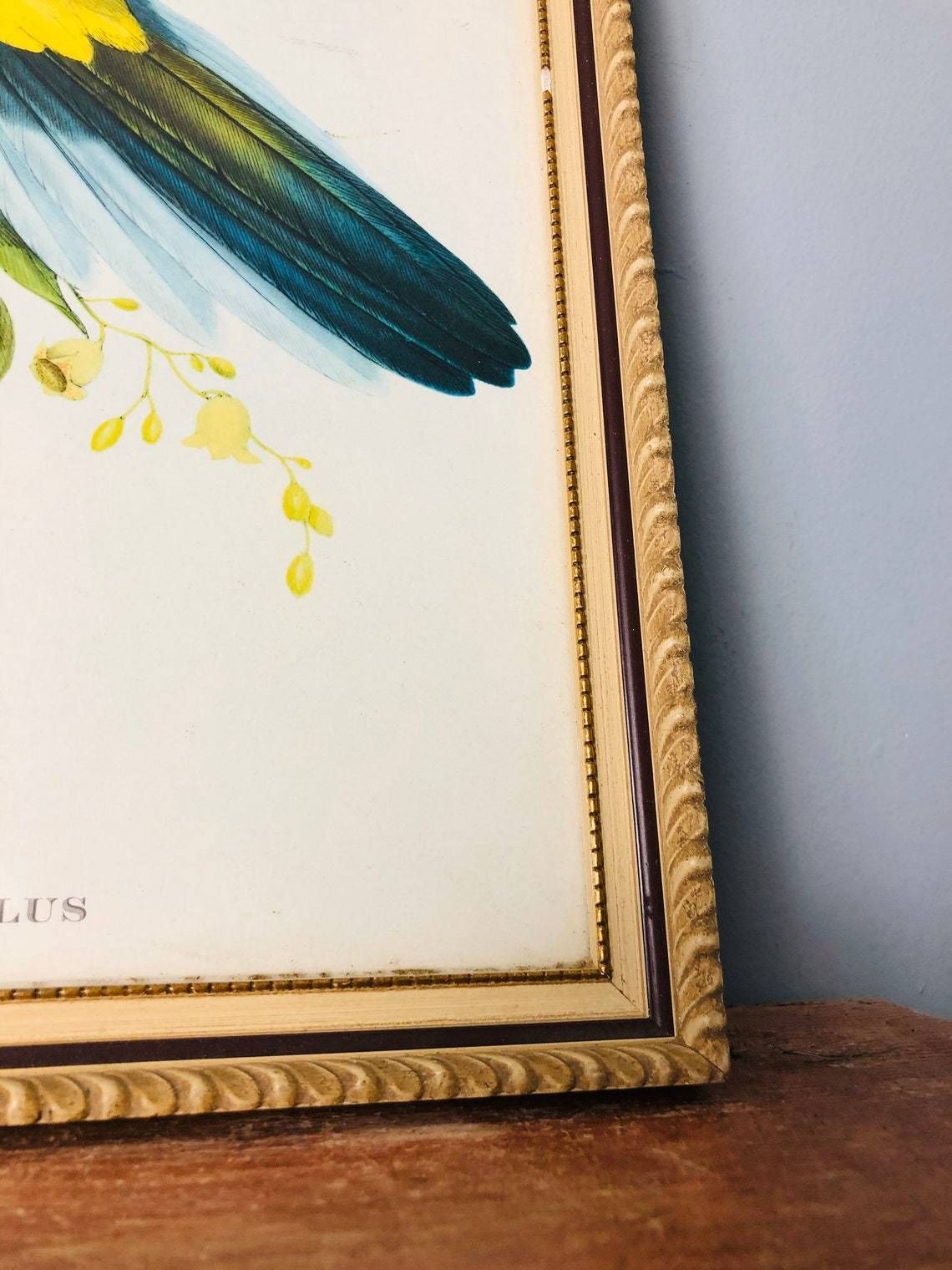 Gould’s Lithograph Tropical Birds Platycercus Flaveolus Coloured Print   1955 Yellow Rosella Shabby Chic Frame (Bb) photo buy