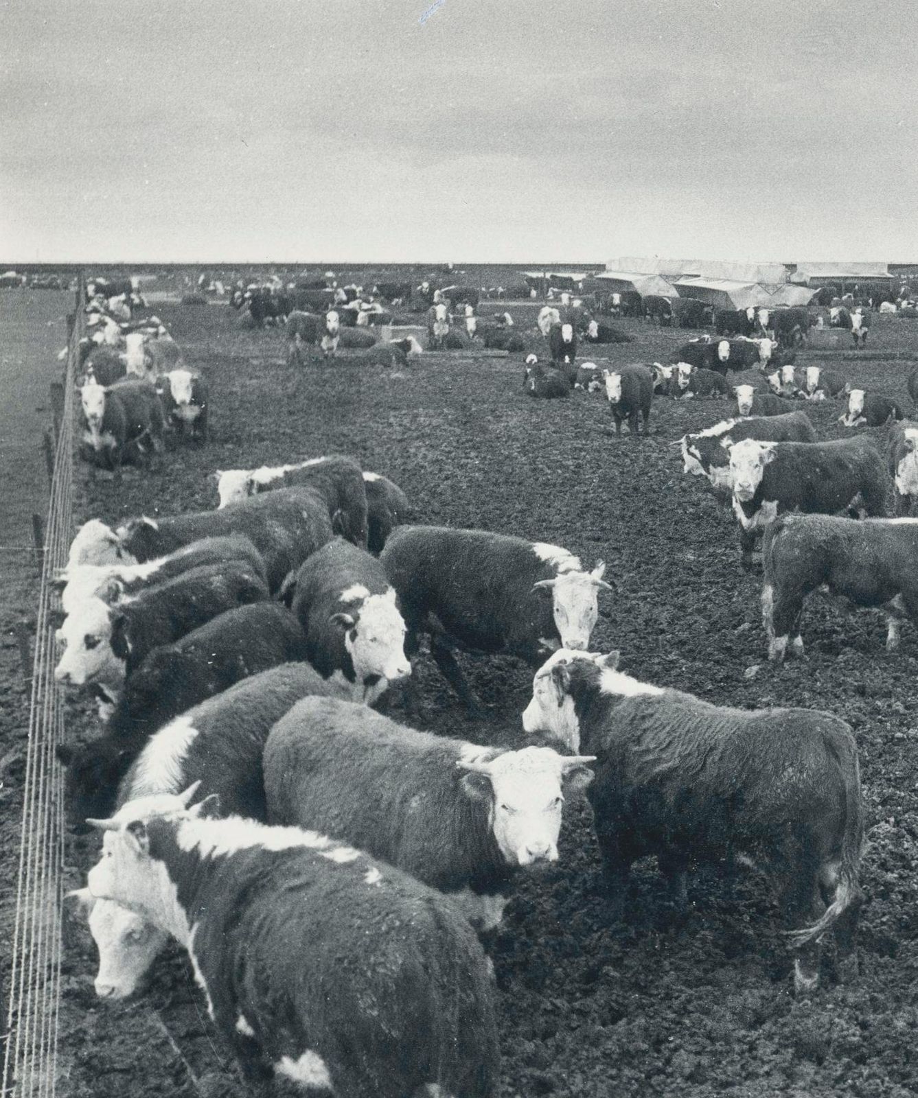 Erich Andres Cows, Farm, Texas, Silver Gelatine Print Photography photo furniture