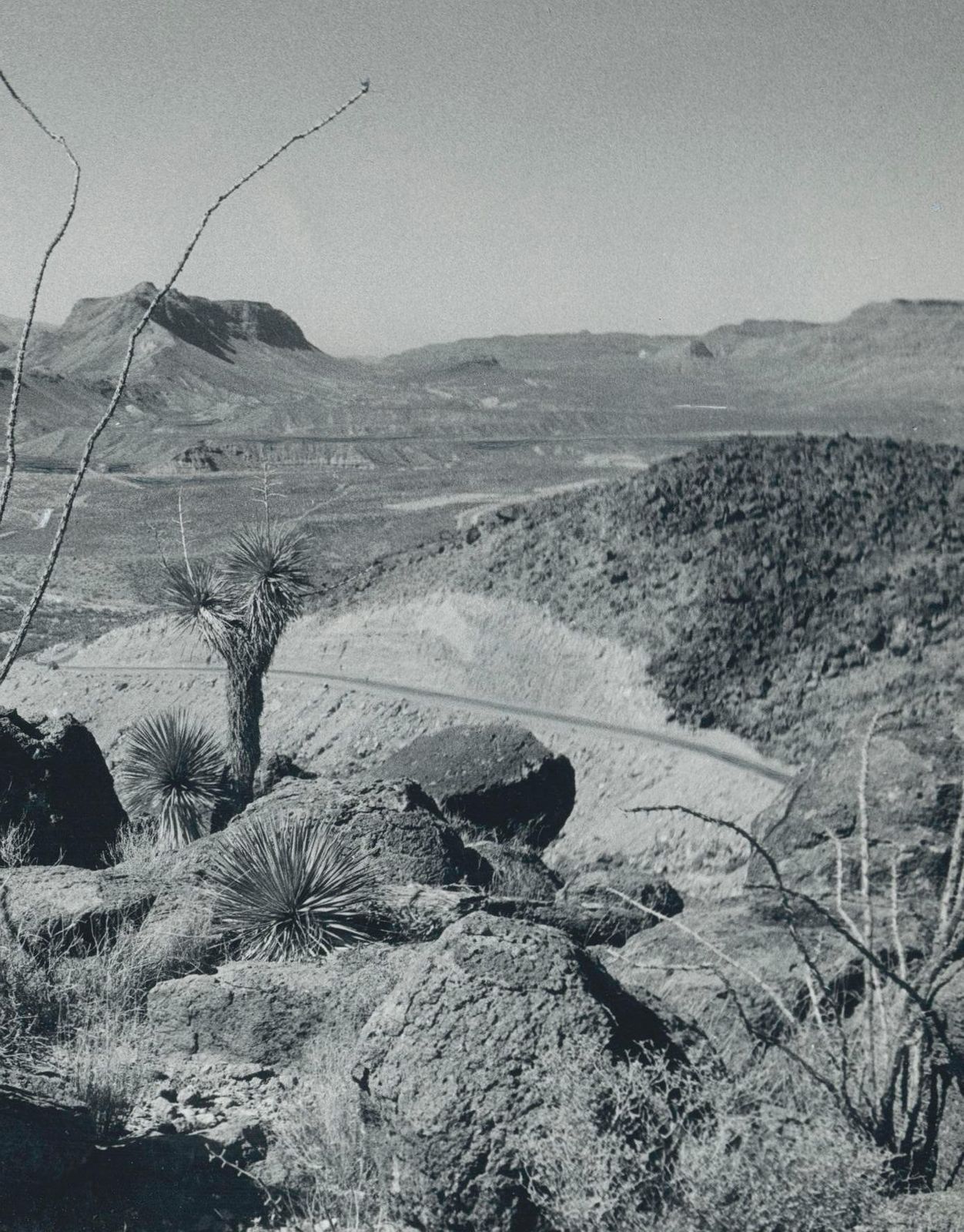 Cacti Landscape Rio Grande Black And White USA 1960s photo for sale