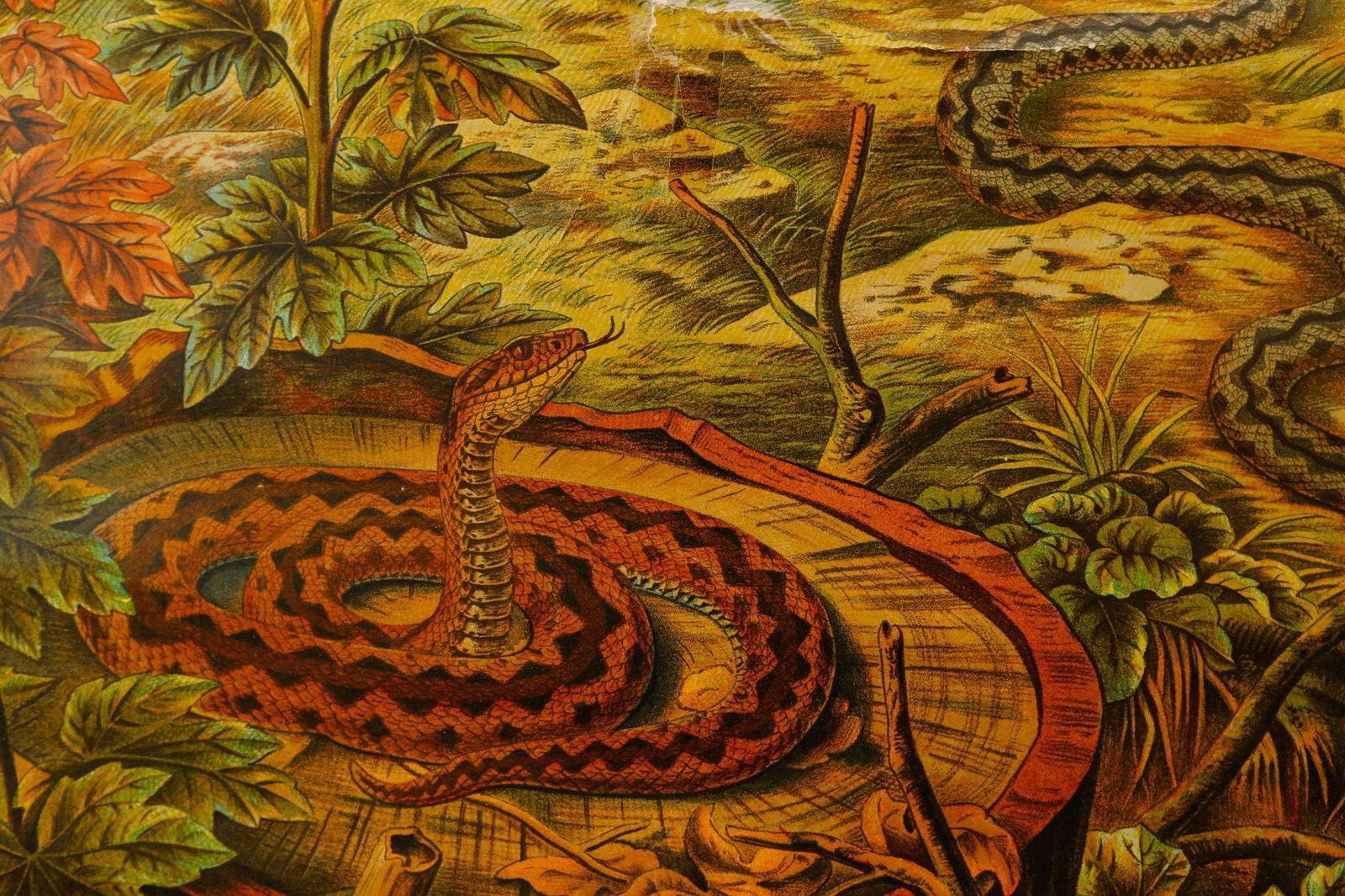 Original Zoological Antique Vintage German School Chalk Wall Chart Snake Adder Zoology Beautiful Rare DR Paul Parey photo 150.0