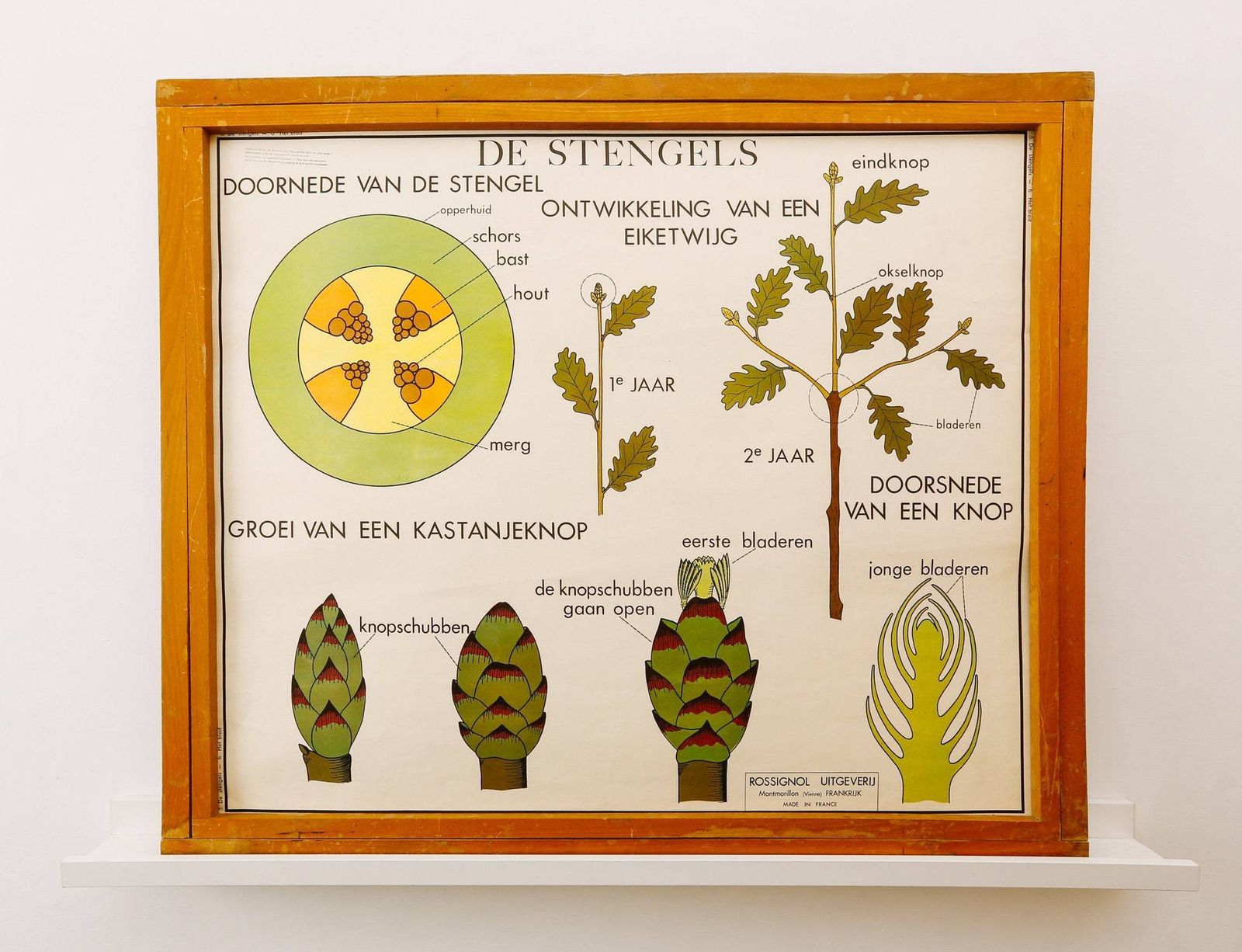 Original Double Sided Botanical Vintage Mid Century Flemish School Wall Chart Leaves The Plant Stem Botany Beautiful Rare Rossingnol photo Art
