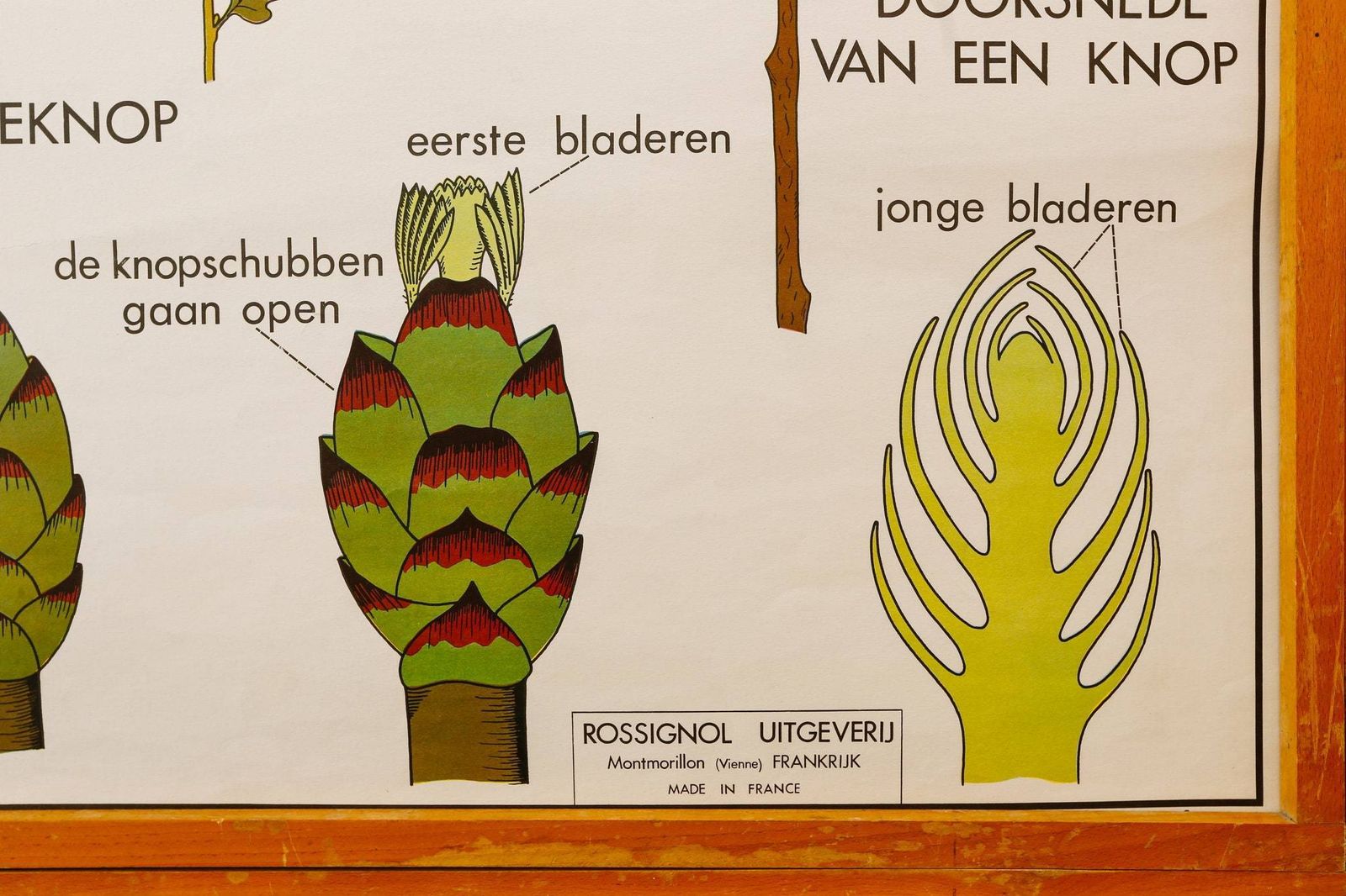 Original Double Sided Botanical Vintage Mid Century Flemish School Wall Chart Leaves The Plant Stem Botany Beautiful Rare Rossingnol photo vinterior