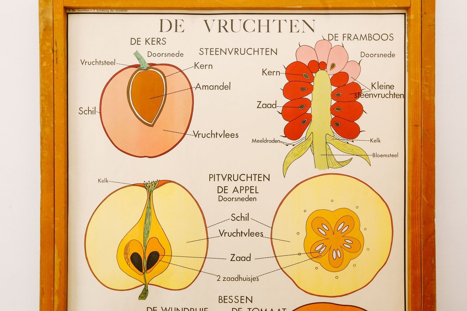 Original Double Sided Botanical Vintage Mid Century Flemish School Wall Chart Fruit Leaves Botany Beautiful Rare Rossingnol photo for sale