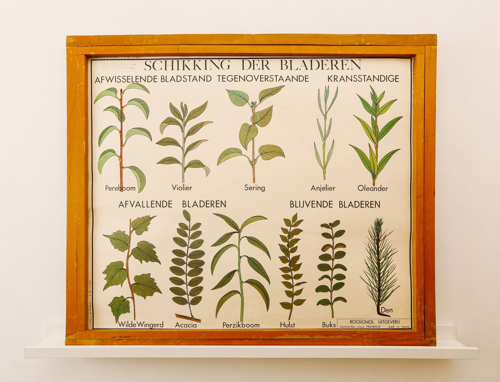Original Double Sided Botanical Vintage Mid Century Flemish School Wall Chart Fruit Leaves Botany Beautiful Rare Rossingnol photo Art