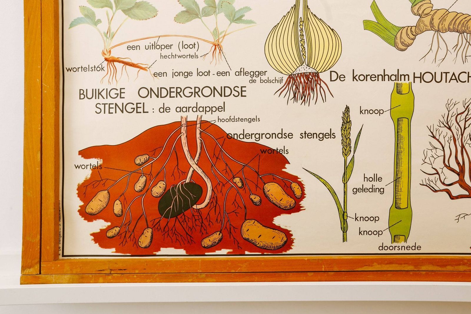 Original Double Sided Botanical Vintage Mid Century Flemish School Wall Chart Plant Stems Roots Botany Beautiful Rare Rossingnol photo furniture