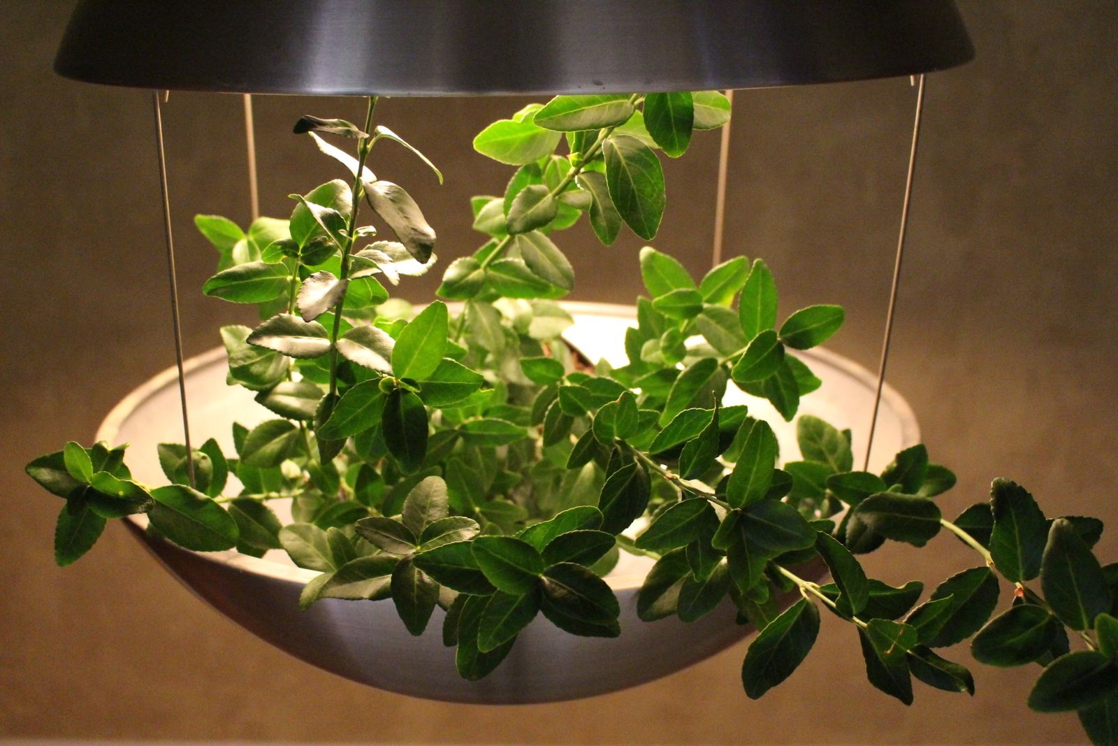 Poul Cadovius Aluminium Flower Plant Lamp For Hans Folsgaard 1968 photo furniture