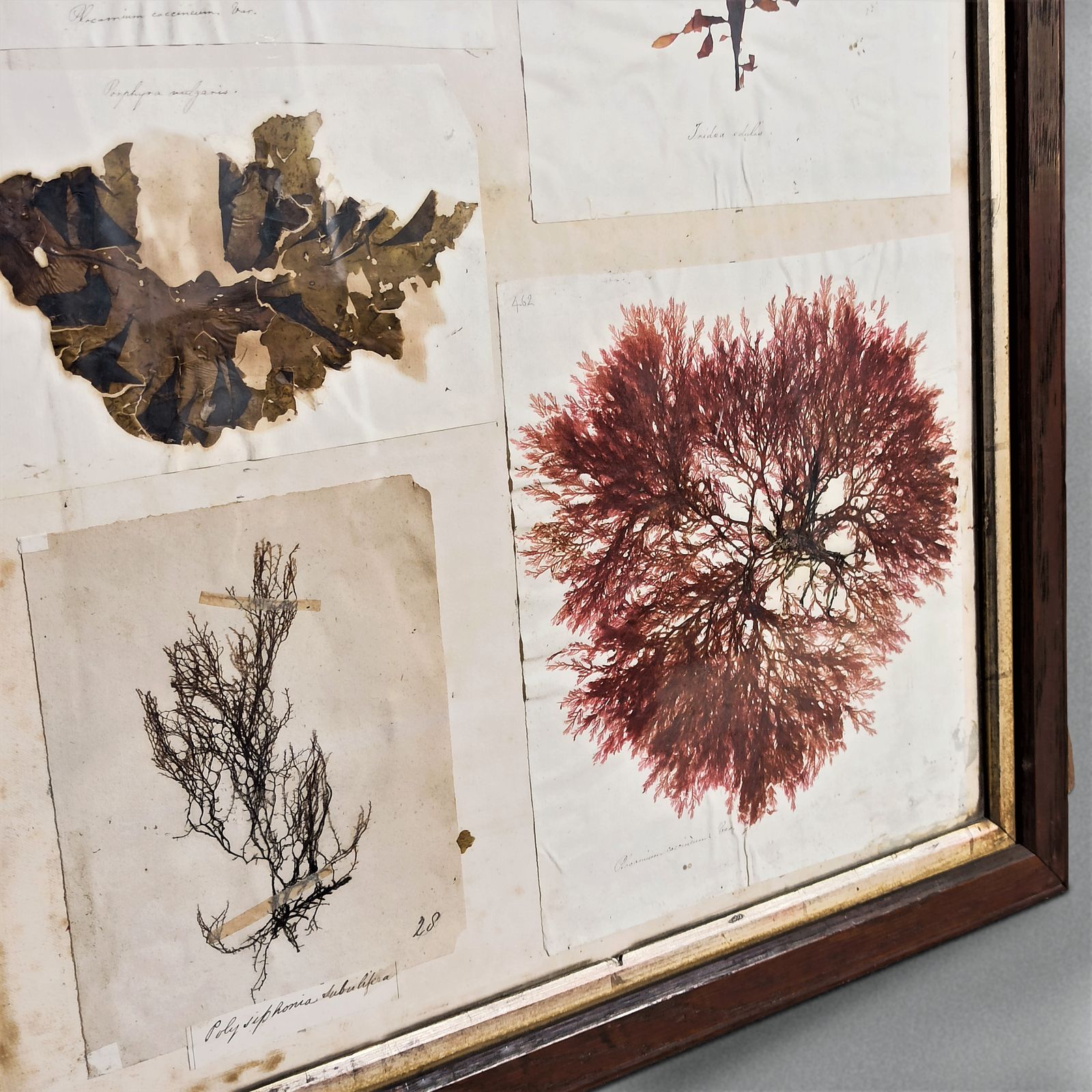 Amazing Sea Herbarium   Collection Of Pressed Coastal Seaweeds In Original Frame photo for sale