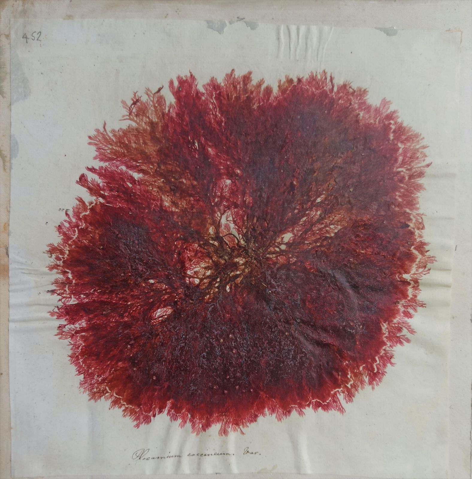 Amazing Sea Herbarium   Collection Of Pressed Coastal Seaweeds In Original Frame photo 495.0