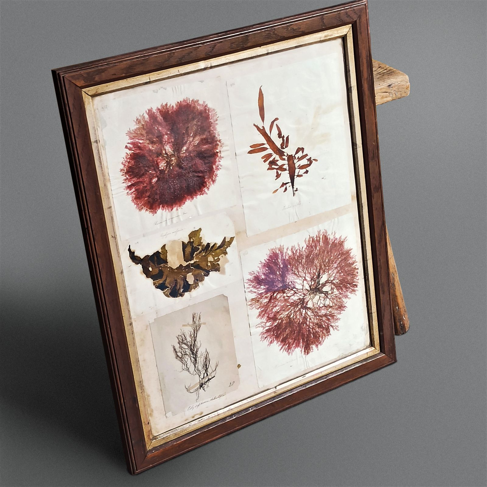 Amazing Sea Herbarium   Collection Of Pressed Coastal Seaweeds In Original Frame photo vintage