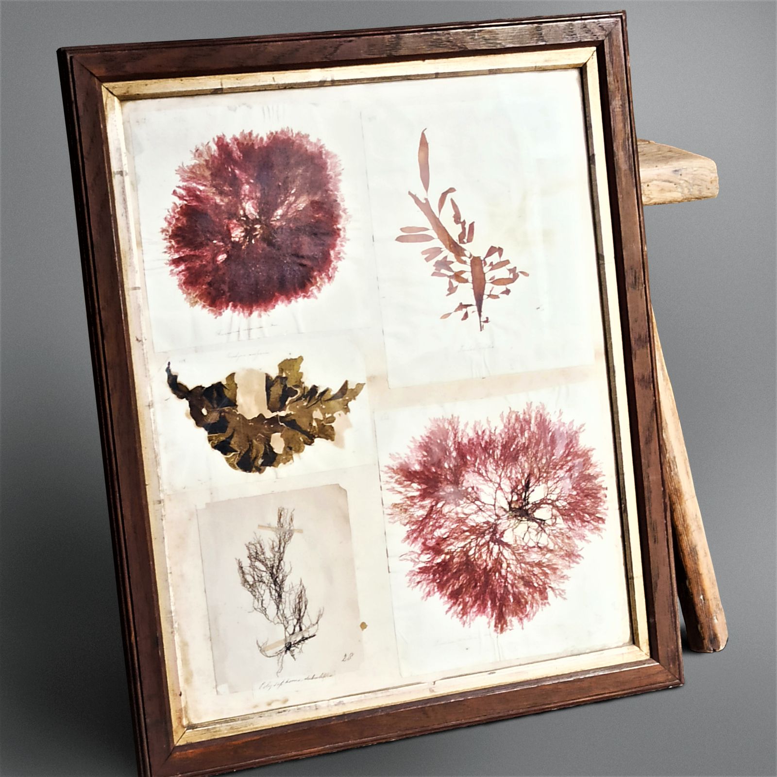photo furniture Amazing Sea Herbarium   Collection Of Pressed Coastal Seaweeds In Original Frame