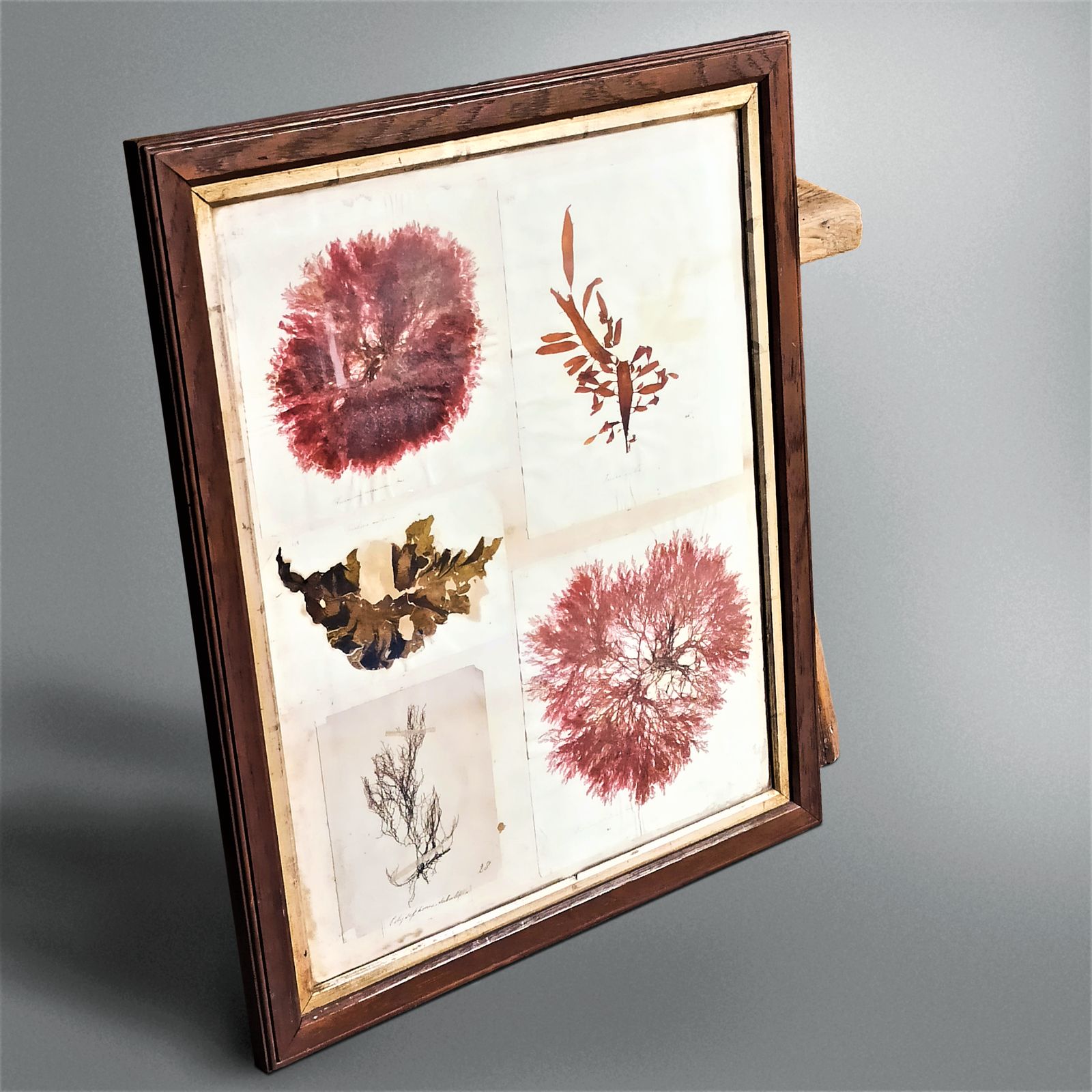 photo for sale Amazing Sea Herbarium   Collection Of Pressed Coastal Seaweeds In Original Frame