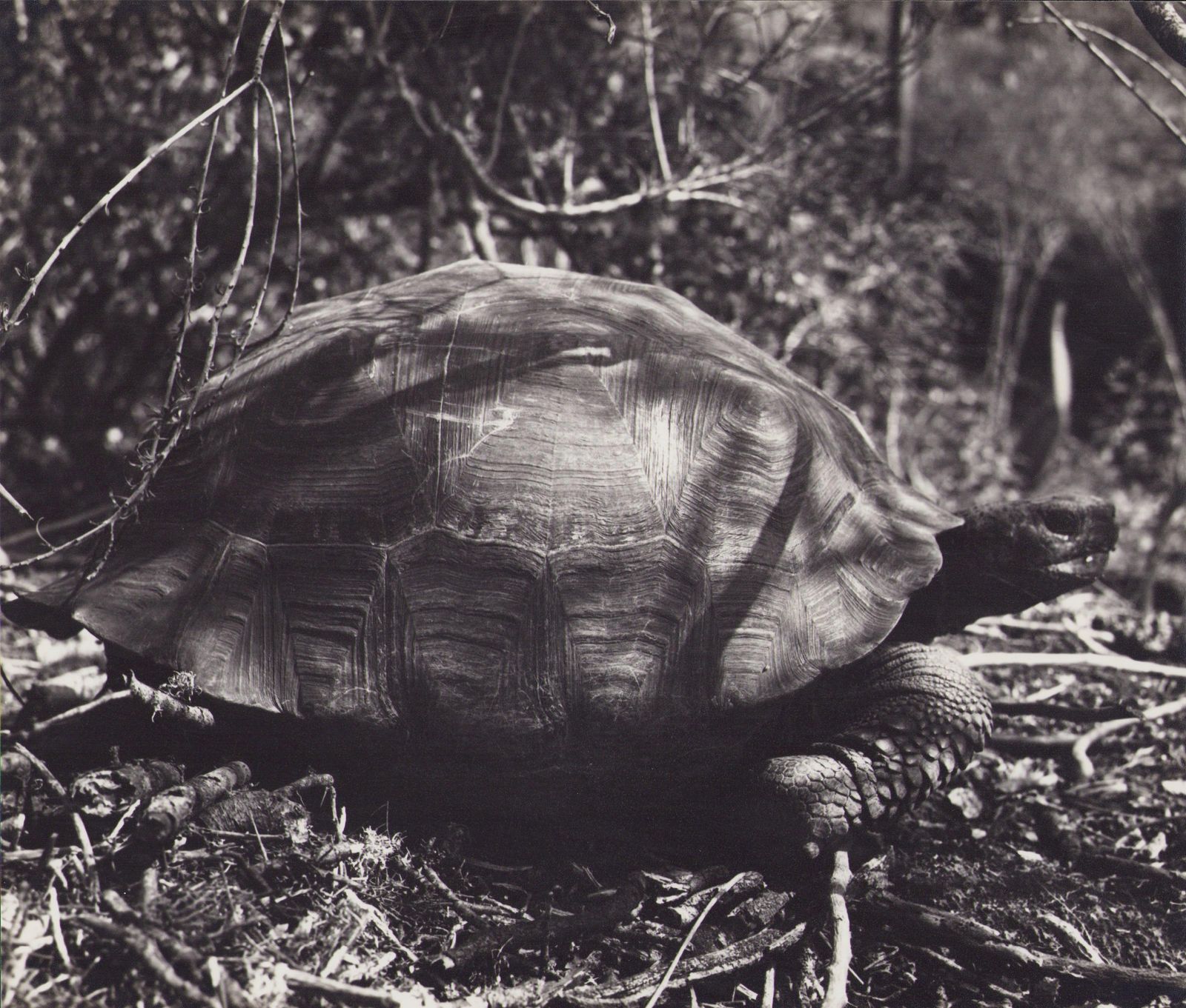 Hanna Seidel Galápagos, Turtle, Black And White Photography, 1960s