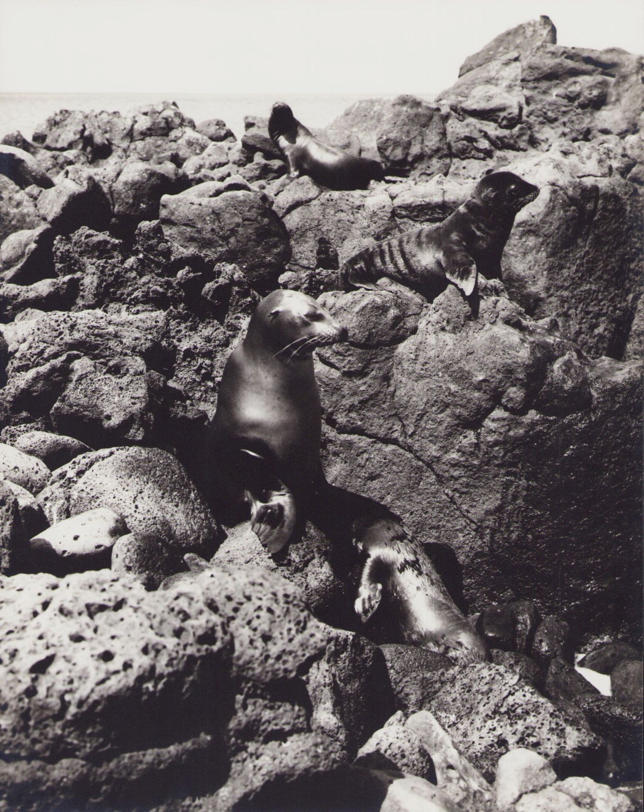 Hanna Seidel Galápagos, Seals, Black And White Photography, 1960s