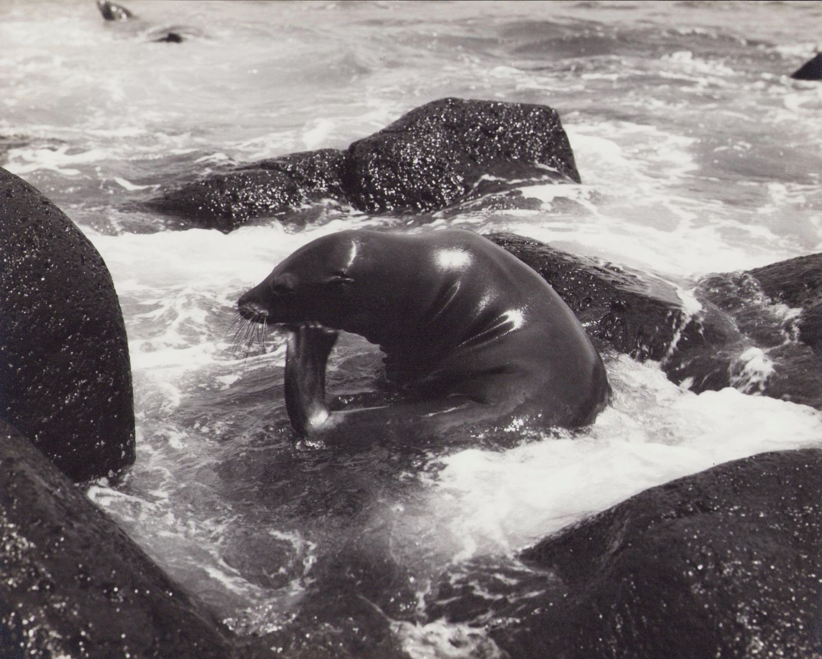 Hanna Seidel Galápagos, Seal, Black And White Photography, 1960s
