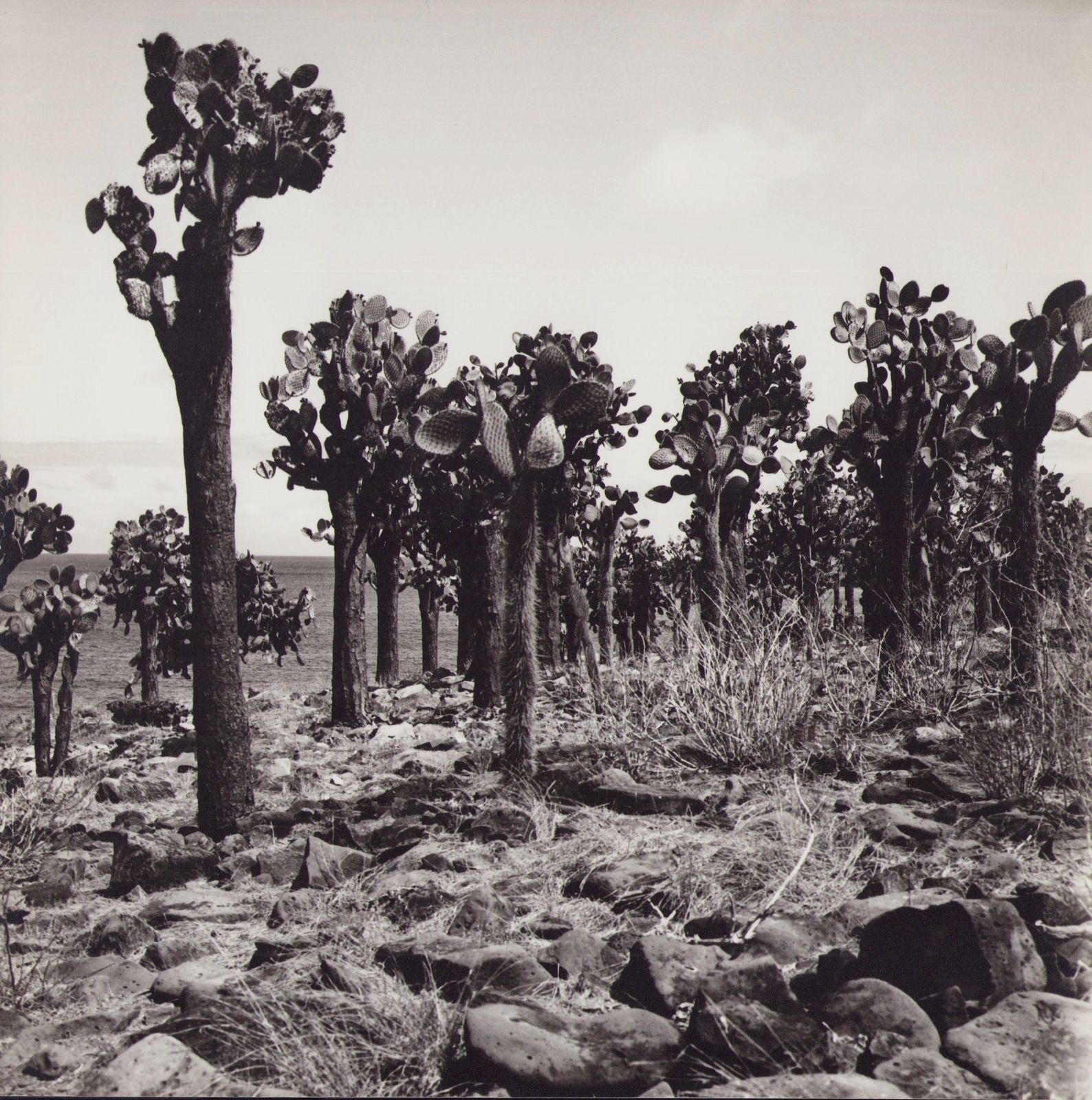 Hanna Seidel Galápagos, Cactus Forest, Black And White Photography, 1960s