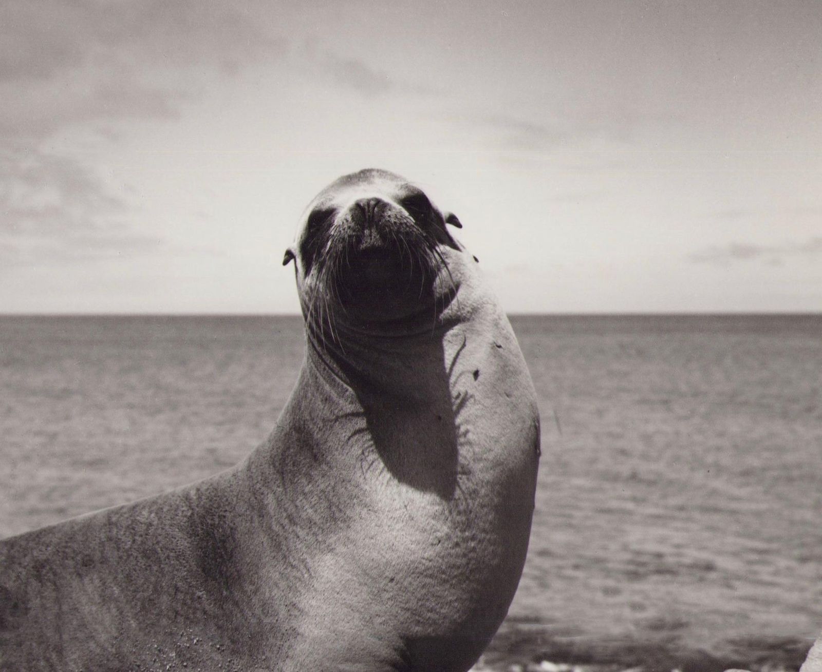 Hanna Seidel Galápagos, Seal, Black And White Photography, 1960s photo furniture