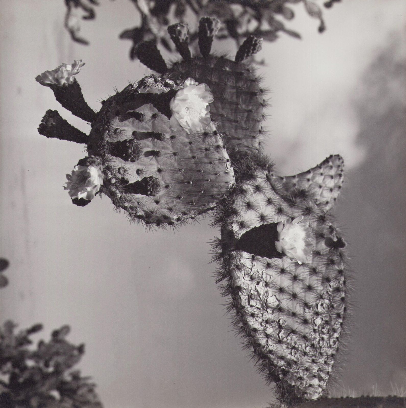 Hanna Seidel Galápagos, Cactus Blossom, Black And White Photography, 1960s