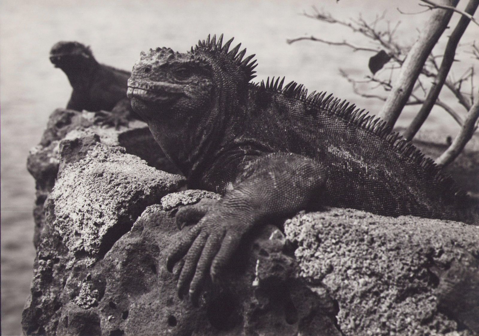 Hanna Seidel Galápagos, Iguana, Black And White Photography, 1960s