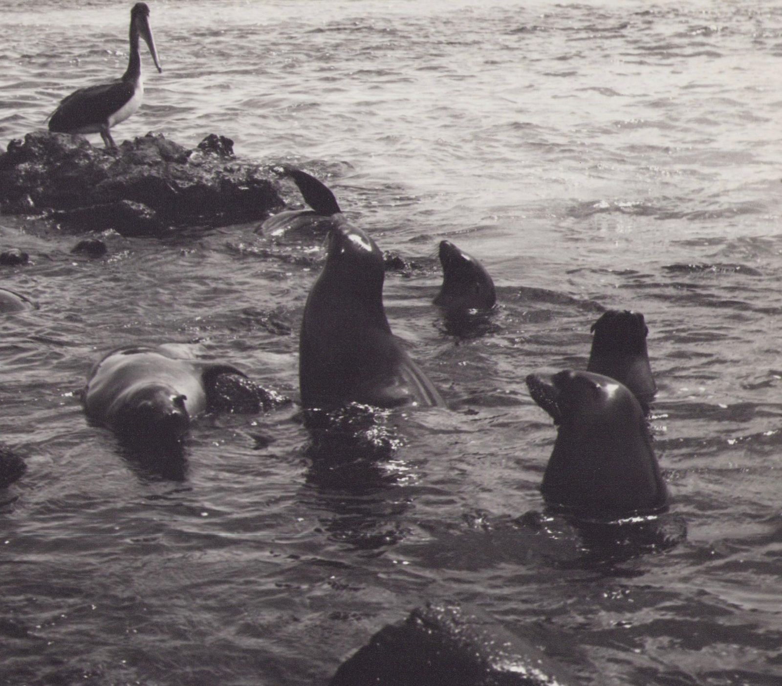 Hanna Seidel Galápagos, Seals, Black And White Photography, 1960s photo furniture