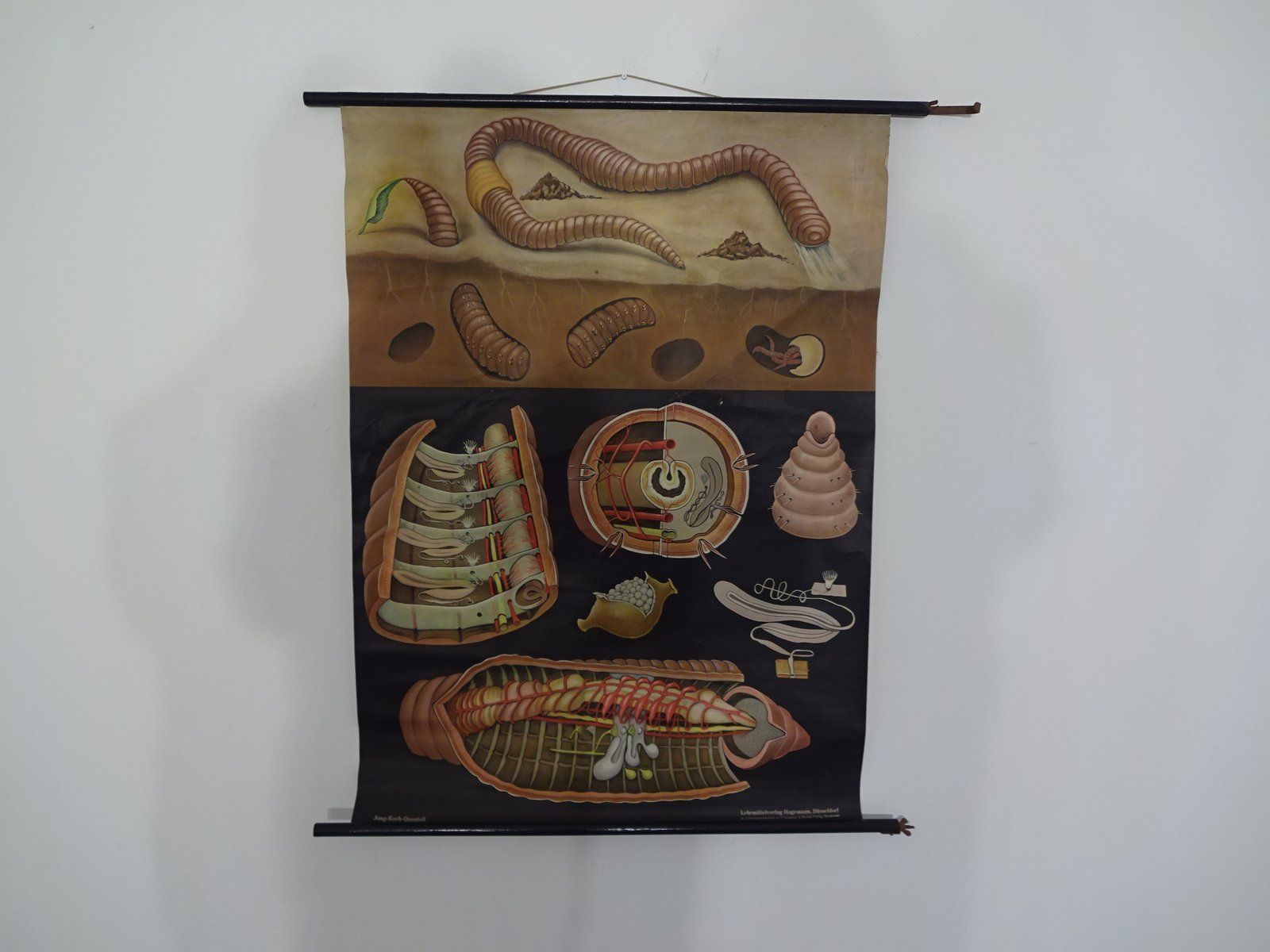 Austrian Educational Charts From Jung, Koch & Quentell, 1960s, Set Of 4 photo furniture