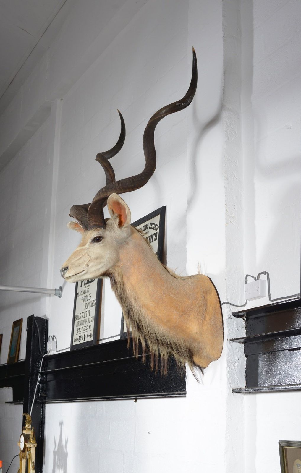 A Taxidermy Greater Kudu Head   C.1990