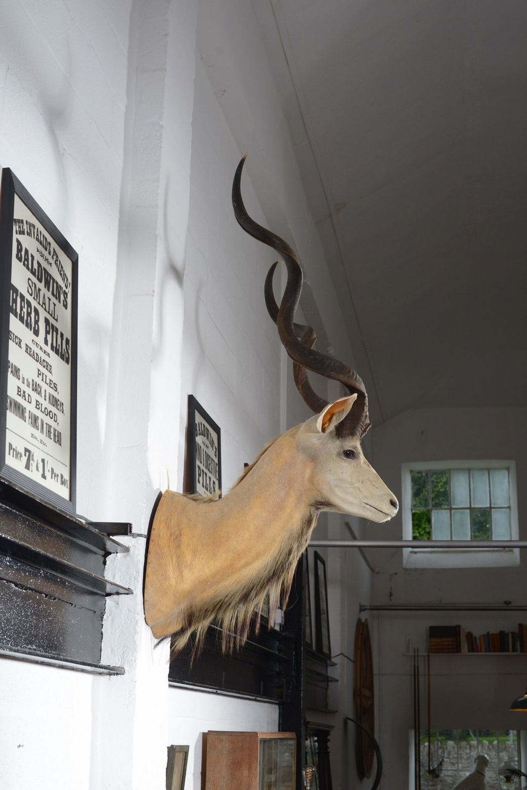 A Taxidermy Greater Kudu Head   C.1990 photo furniture