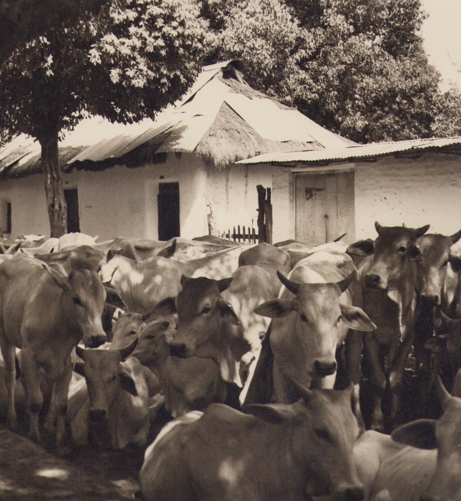Hanna Seidel Colombia, Cows, Black And White Photograph, 1960s,  Circa 1960s photo furniture