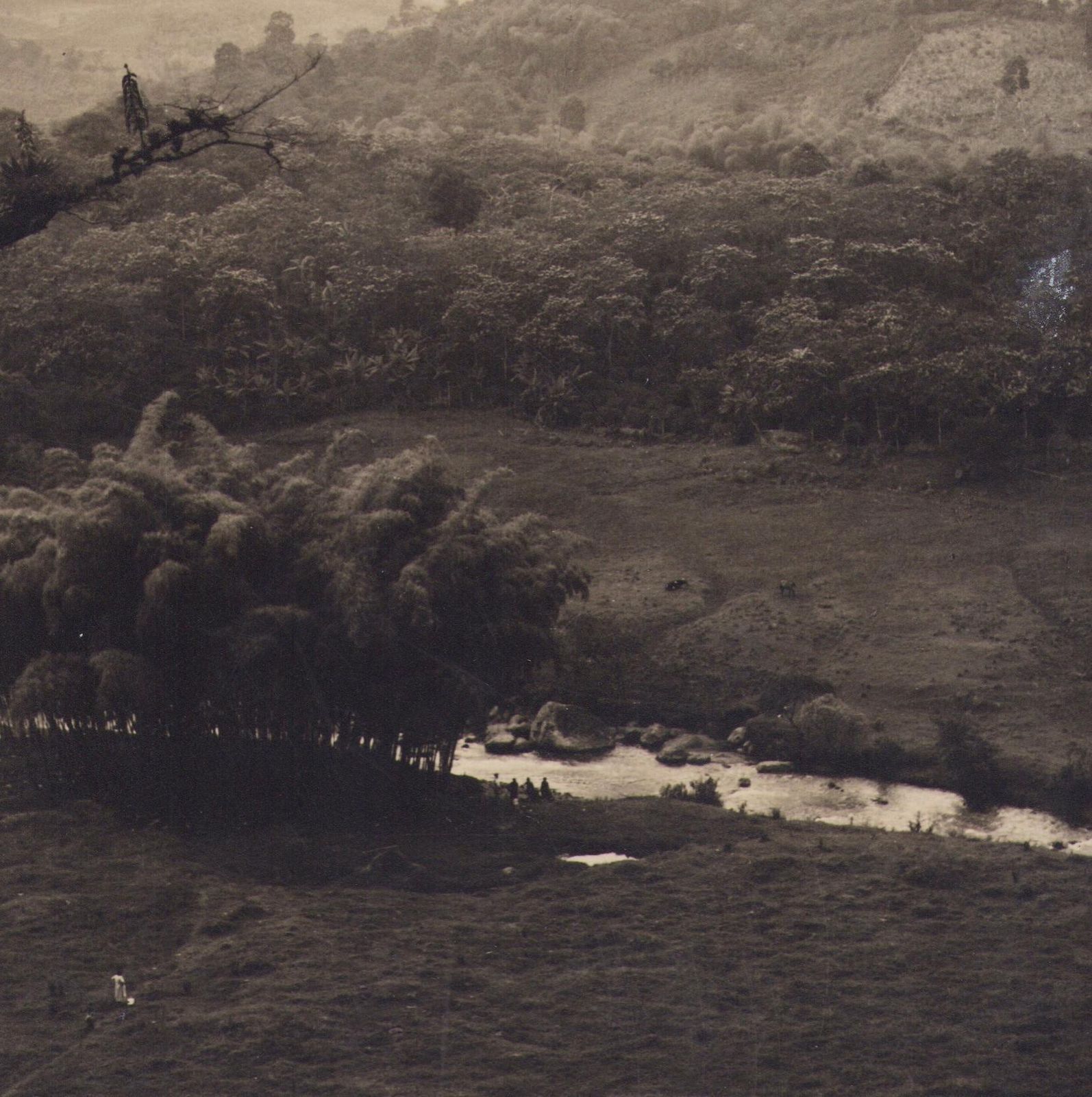 Hanna Seidel Colombia, Landscape, Forest, Black And White Photography, 1960s. photo furniture