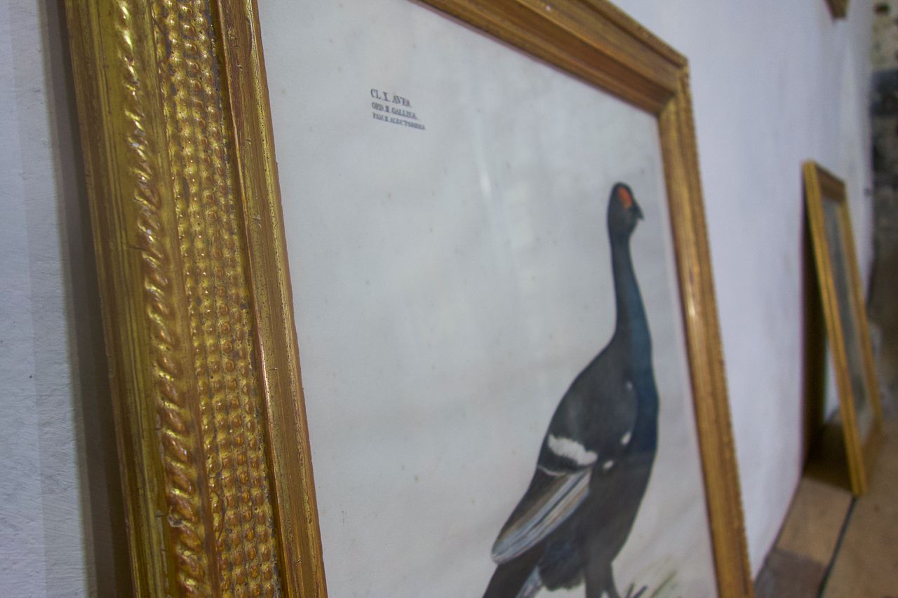 Four 19th Century Lithographs 'The Naturalist Atlas' photo 4800.0