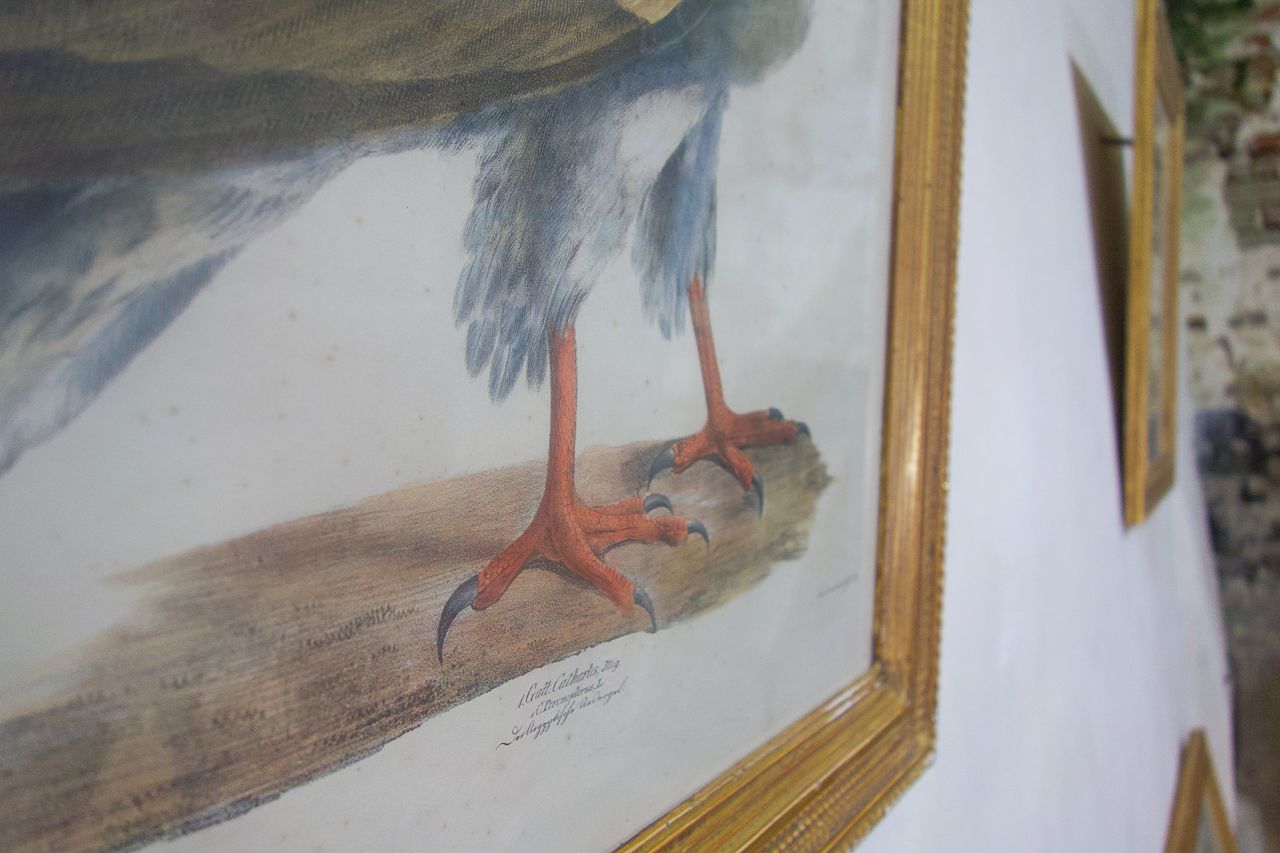 Four 19th Century Lithographs 'The Naturalist Atlas' photo vinterior