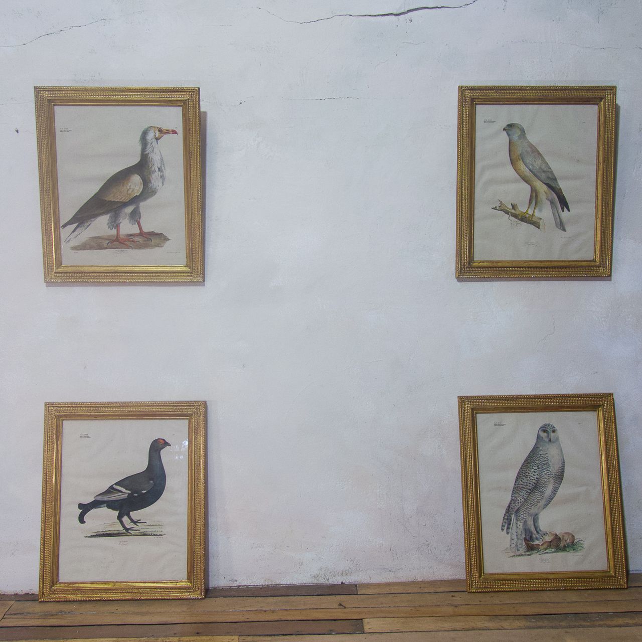 photo for sale Four 19th Century Lithographs 'The Naturalist Atlas'