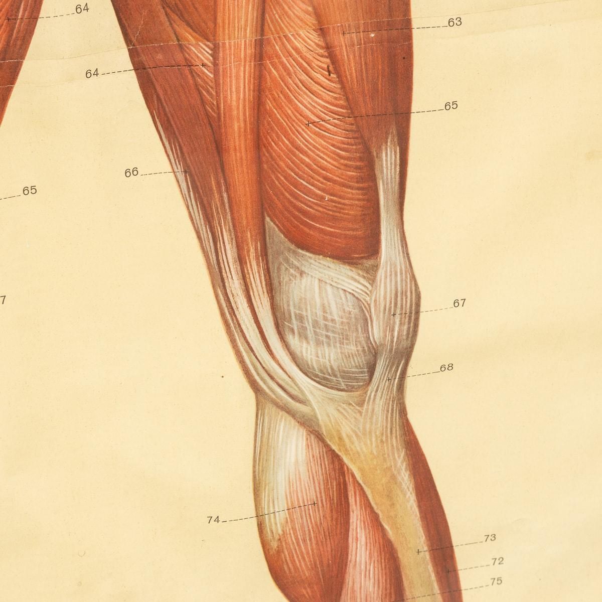 Pair Of Anatomical Human Muscular Structure Charts By Tanck & Wagelin photo buy