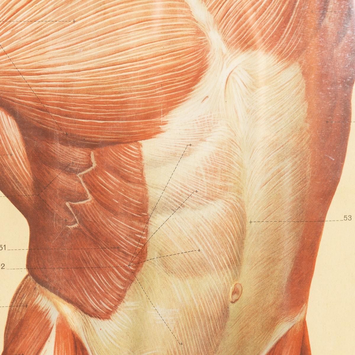Art Pair Of Anatomical Human Muscular Structure Charts By Tanck & Wagelin photo