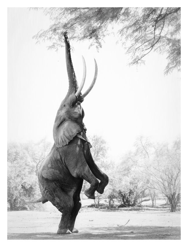 Elephant Standing Tall 20x30" Silver Gelatin Fibre Print