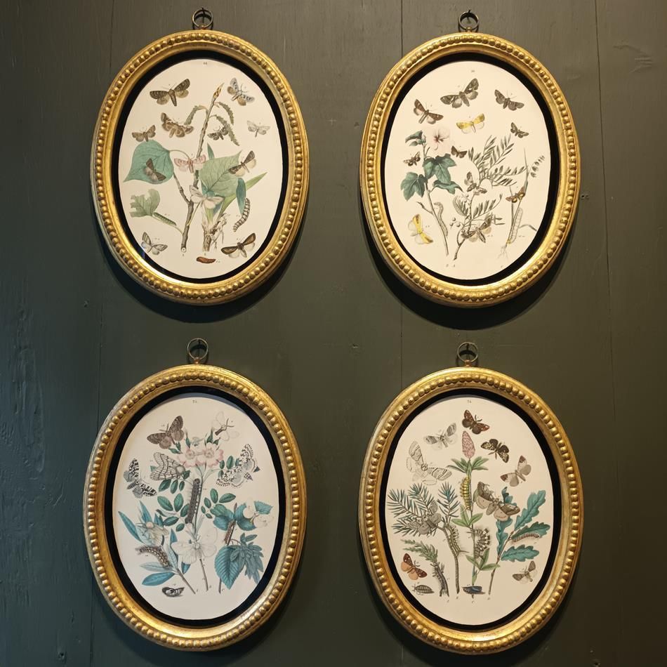 A Set Of Oval Framed Butterfly Prints