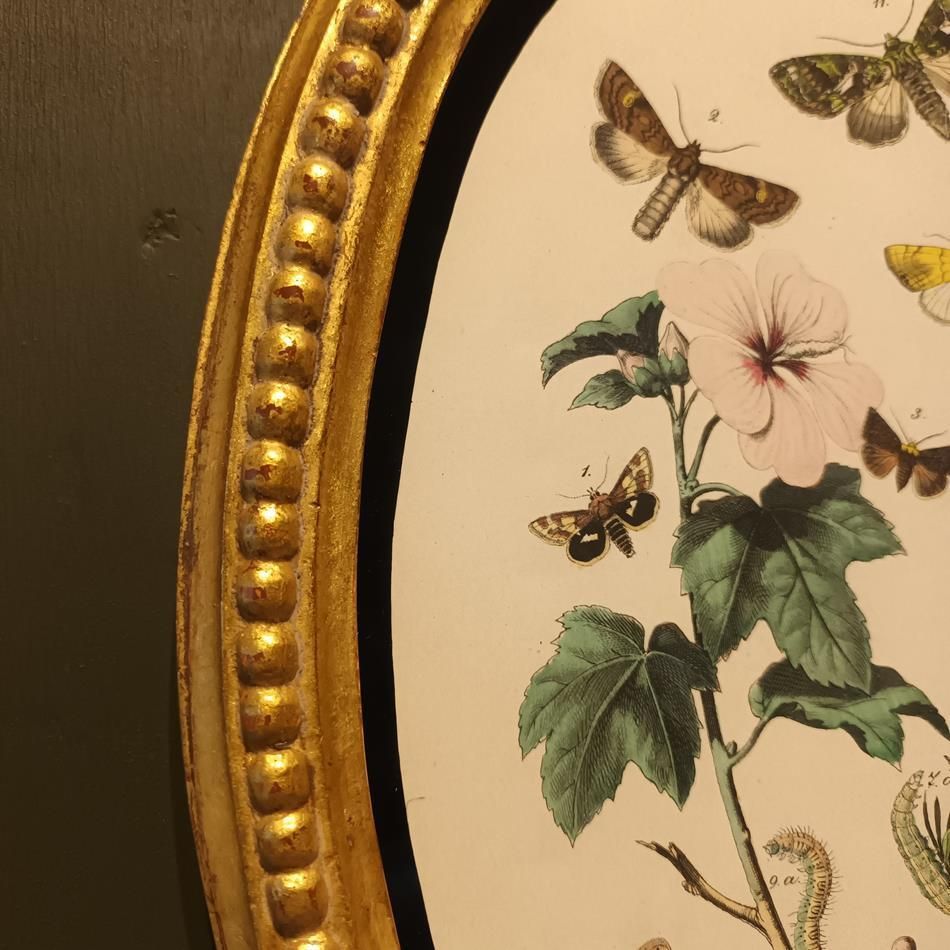 A Set Of Oval Framed Butterfly Prints photo buy